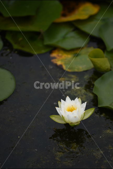 꽃,연꽃,식물,여름,연잎,식물,자연,plants,nature,꽃,flower