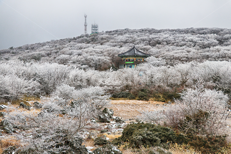 제주도,한라산,1100고지,한라산1100고지,설경,눈꽃,습지,겨울,겨울풍경,눈,snow,자연,옥외,nature,outdoors