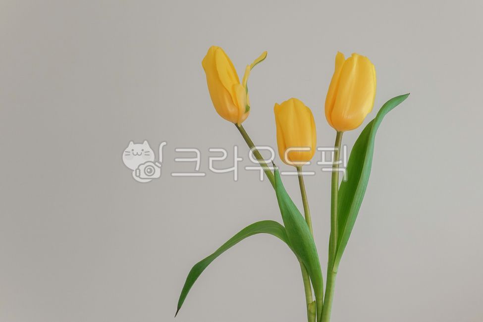 튤립, 노란튤립, 노랑, 봄, 꽃, 사진,이미지,일러스트,캘리그라피 - clover7작가