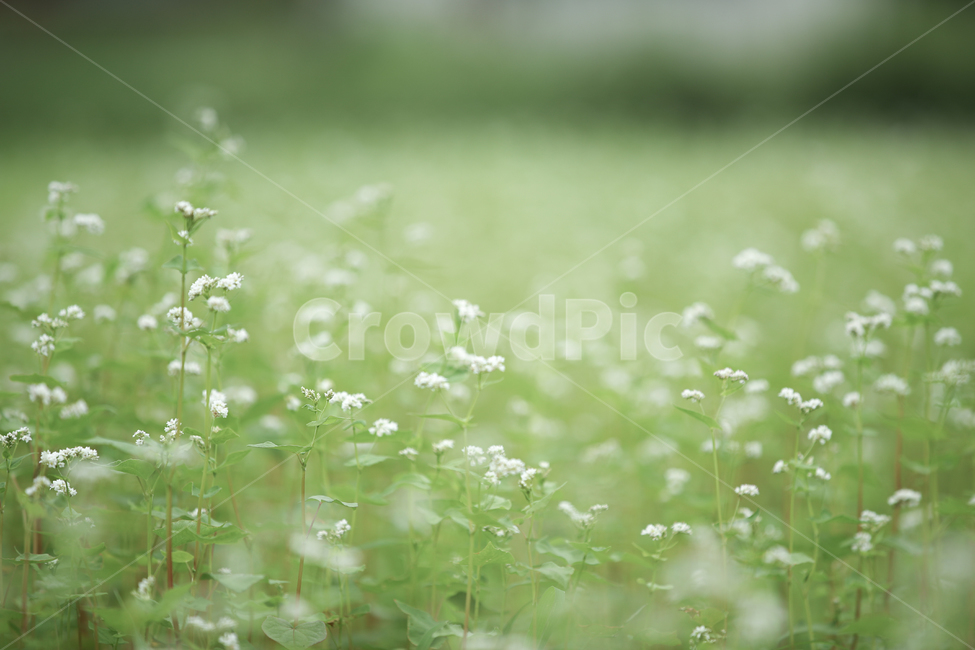 메밀밭,메밀꽃,메밀,식물,plant,메밀꽃필무렵,flower,green,식물,자연,plants,nature,꽃,flower