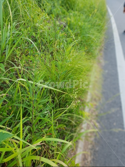 풀,잡초,길가의,초록,weed,green,grass