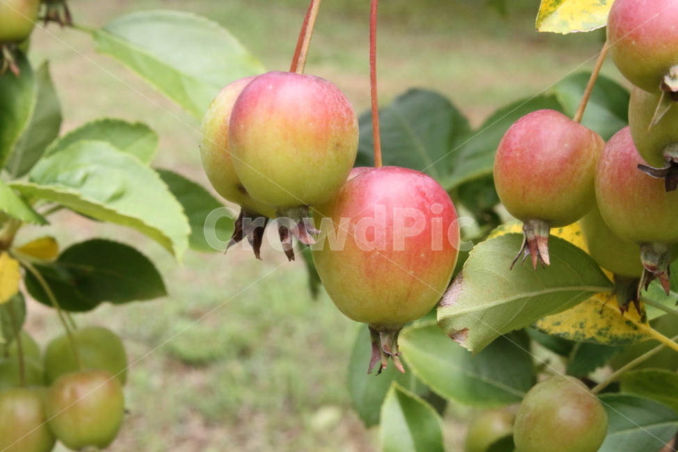 꽃사과,사과,농작물,열매,산사나무,식물,자연,plants,nature,과일,열매,fruit