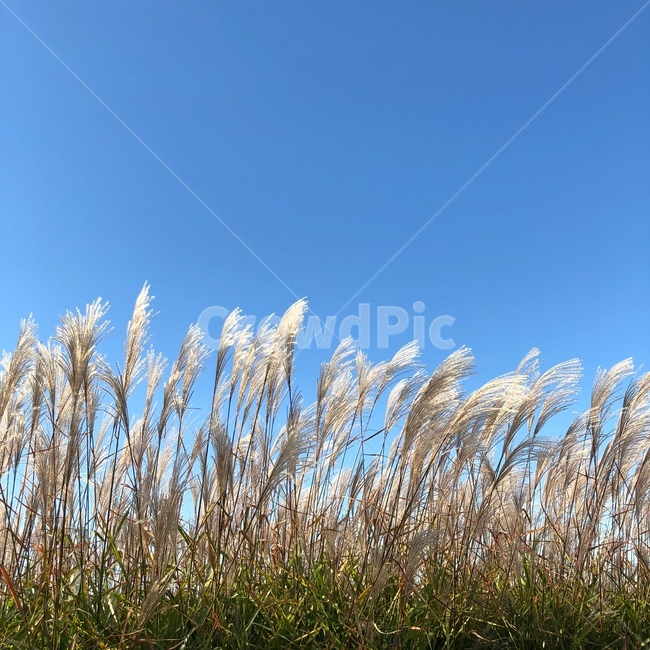갈대,억새풀,가을,fall,reed,계절,season