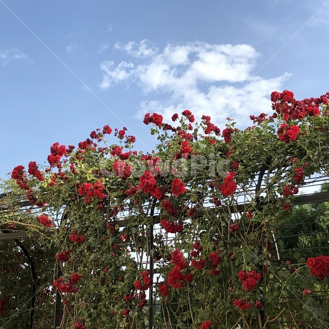 outdoors,garden,정원,담장,넝쿨,rose,장미,꽃,flower