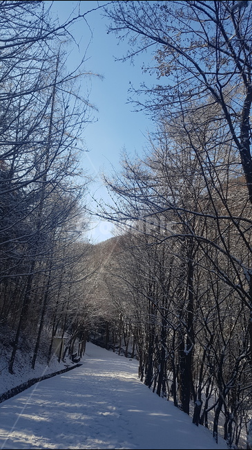 풍경,만인산,겨울,눈,쓸쓸함,산책로,겨울,계절,winter,season,자연,풍경,nature,landscape,한국자연풍경,한국자연경관,korea nature landscape,tree,나무,plant,식물,abies,아비,fir,전나무,outdoors,옥외