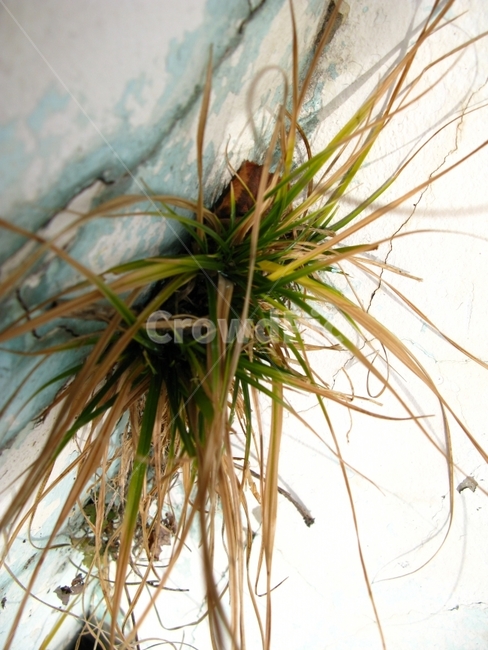 식물,초록,잡초,배경,풀,식물,자연,plants,nature
