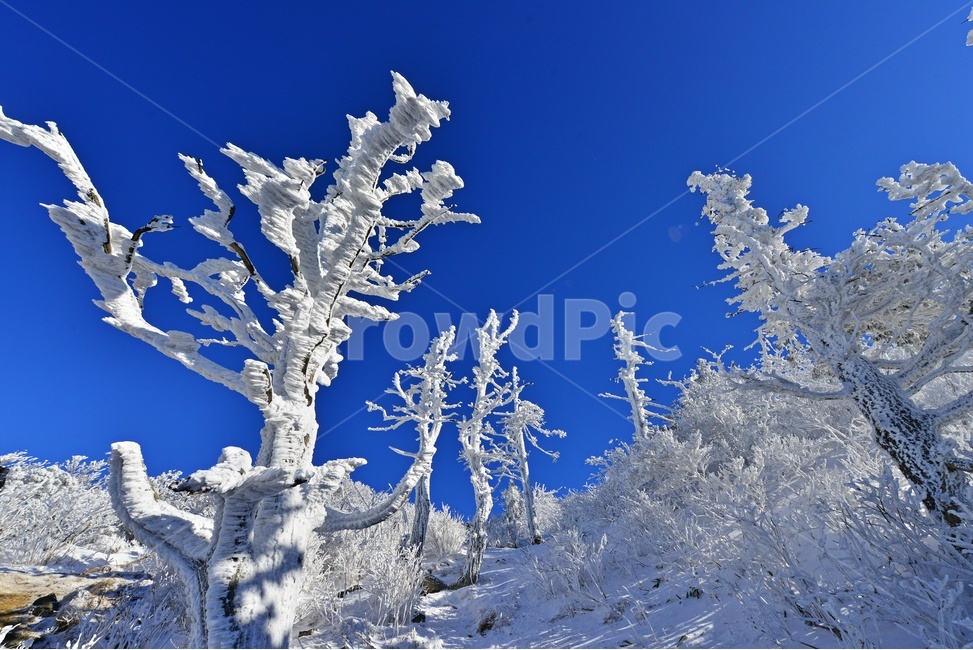 nature,자연,outdoors,옥외,tree,나무,plant,식물,전나무,fir,경치,경관,풍경,무주,덕유산,덕유산설경,설경,겨울,계절,상고대,향적봉,설천봉,중봉