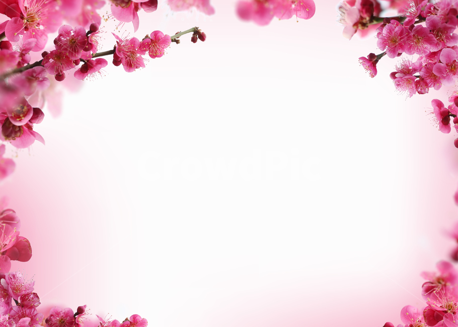 꽃,봄,프레임,백그라운드,배경이미지,식물,내츄럴,꽃송이,매화,홍매화,핑크,분홍,봄,계절,spring,season,plant,flower,blossom,cherry blossom,벚꽃