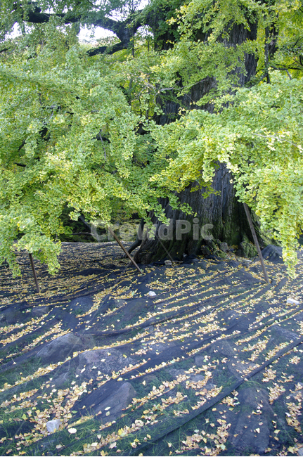 은행나무,잎,식물,plant,은행잎,은행알,식물,자연,plants,nature