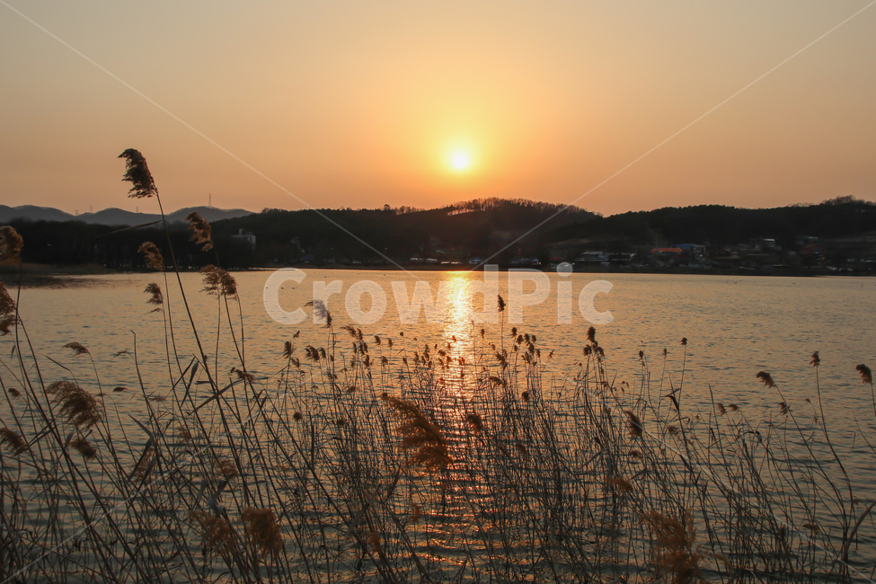 일몰,호수,저수지,갈대,태양,노을,물가,감성,감성사진,sunset,강가,식물,자연,풍경,nature,landscape,한국자연풍경,한국자연경관,korea nature landscape,plant,grass,잔디,sunlight,햇빛