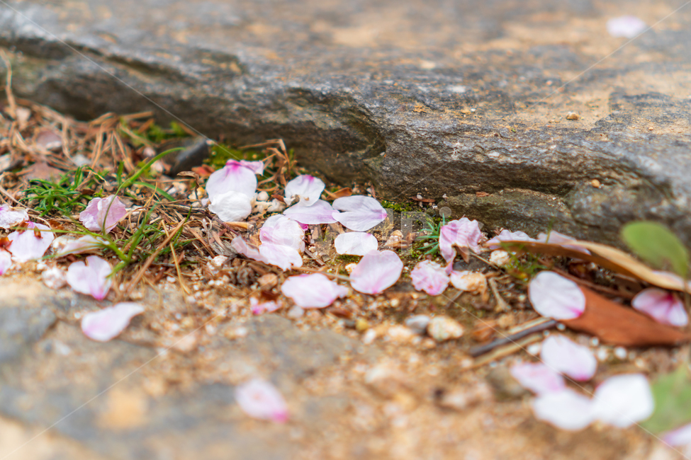 벚꽃,꽃,봄꽃,자연,봄,flower,nature,spring,봄,계절,spring,season,꽃,flower,blossom,petal,꽃잎,plant,식물