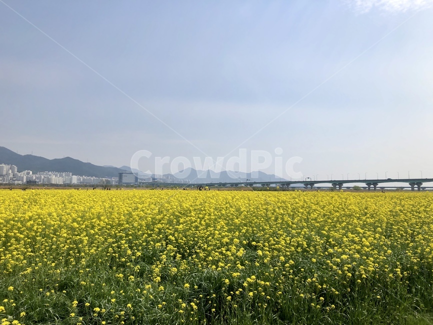 봄,유채꽃,yellow,하늘,꽃밭,초록,자연,nature,다리,태양,dot,sky,4월,spring,평지,화창한