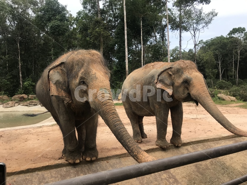 animal,elephant,동물,야생동물,코끼리,포유류,동물,animal,포유류,mammal