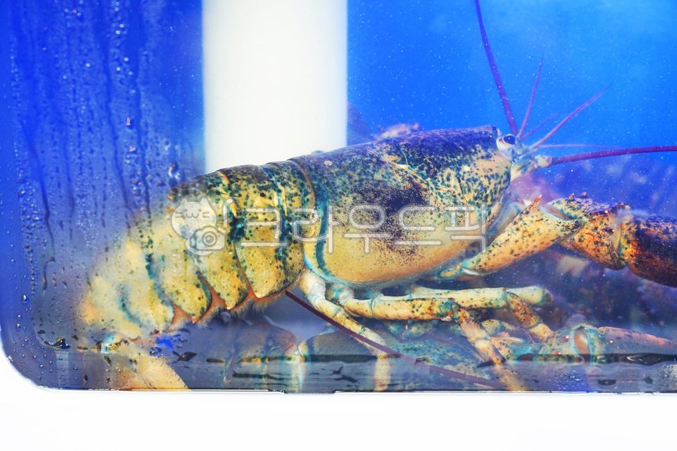 바닷가재, 바다가재, 씨푸드, 해산물, seafood, 사진,이미지,일러스트,캘리그라피 - 햇살의 흔적작가