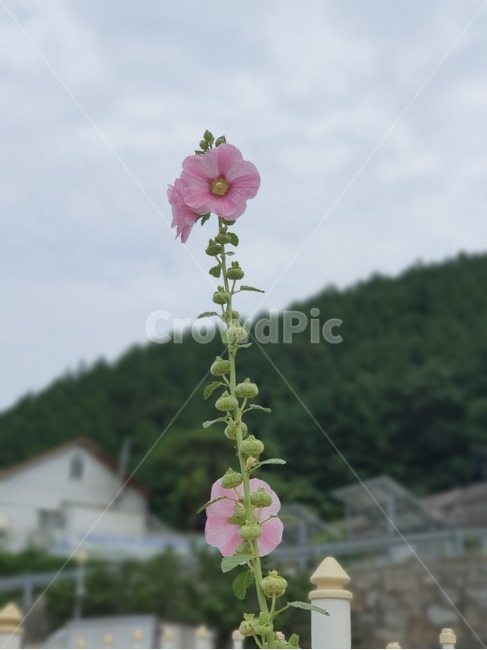 식물,꽃,무궁화,국화,flower