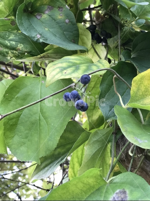 열매,가을,과실,blueberry,식물,과일,열매,fruit