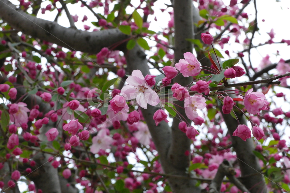 서부해당화,해당화,꽃,식물,붉은꽃,식물,자연,plants,nature,꽃,flower