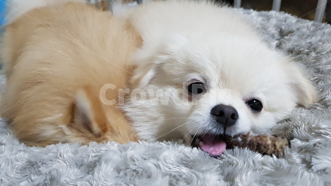 포메,강아지,댕댕이,포메라니안,흰색,동물,animal,포유류,mammal,개,강아지,dog,doggy