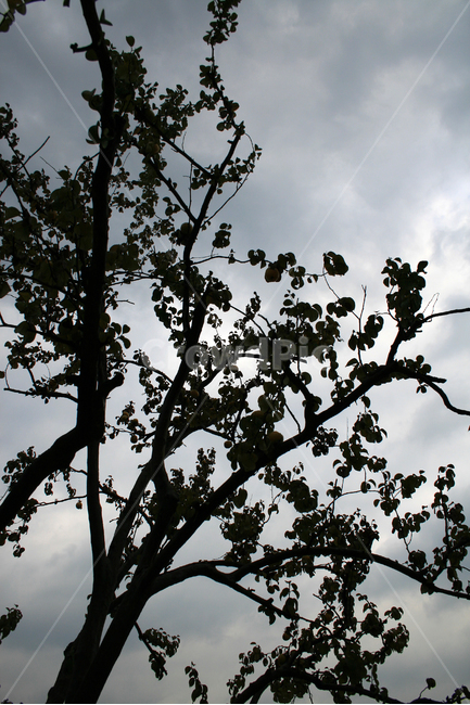 가을,나무,잎,단풍,고독,그림자,하늘,plants,nature,식물,자연,plants,nature,나무,trees,wood,실루엣,그림자,silhouette,shadow