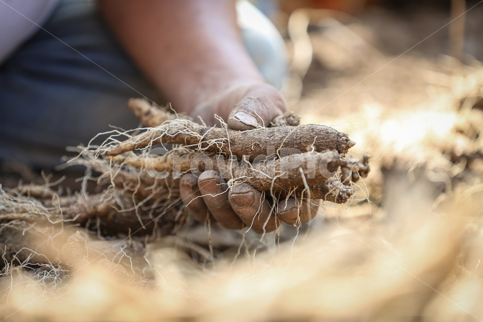 더덕,농부,농사,plant,식물,밭,수확,산업,industry,industrial,농업,농사,agriculture,farming,farming industry