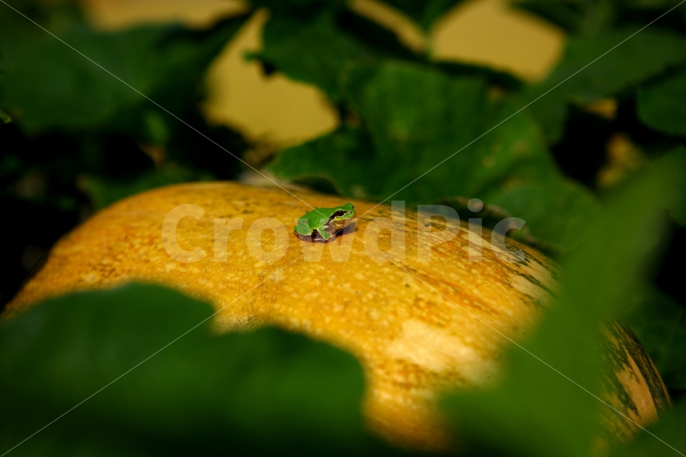 시골,호박,개구리,청개구리,바탕화면,동물,animal,파충류,양서류,reptile,amphibian
