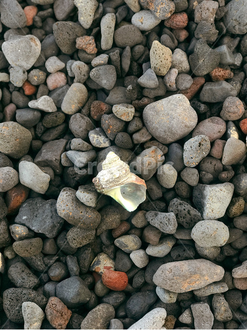 해변,자연,돌,소라,nature