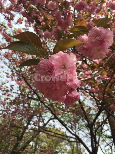 겹벚꽃,전주완산공원,전주완산공원꽃동산,벚꽃,봄,늦봄,꽃,분홍,왕벚꽃,진달래,벚꽃엔딩,벚꽃구경,꽃구경,꽃놀이,피크닉,봄,계절,spring,season,식물,자연,plants,nature,꽃,flower,plant,blossom,cherry blossom