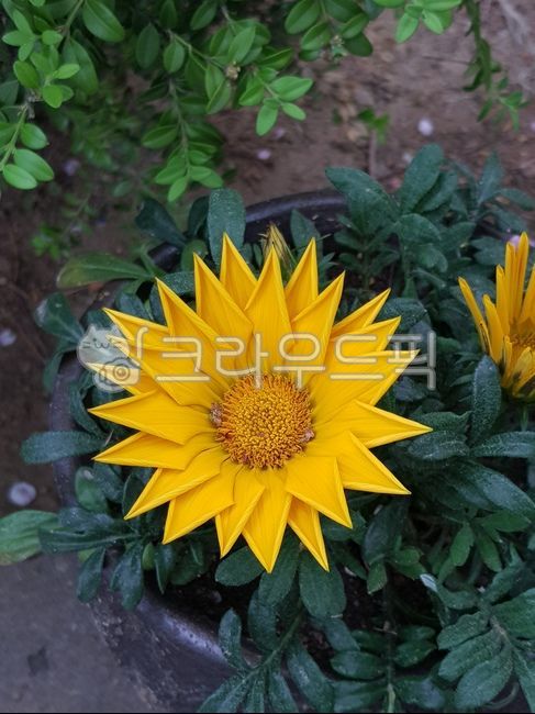 spring,blossom,yellow,sunflower,flower