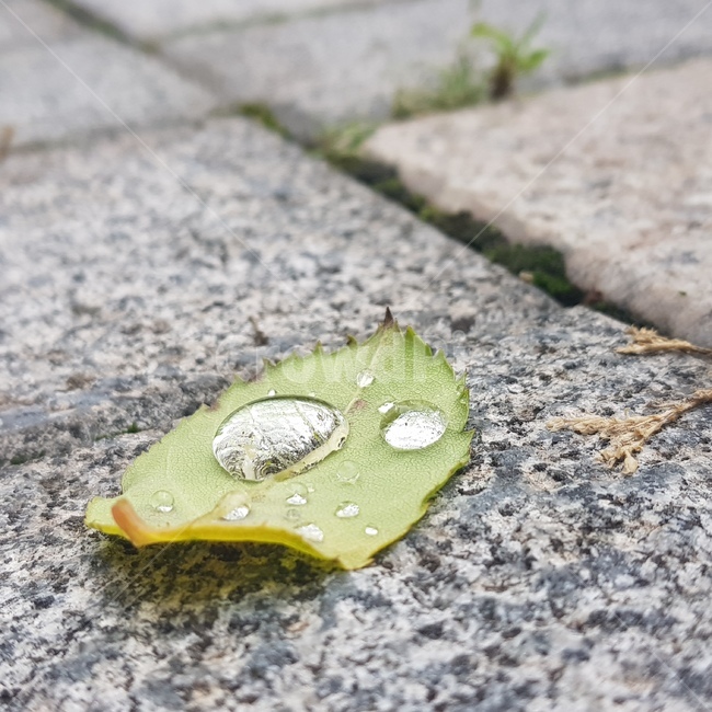 rain,raindrops on leaves,After the rain,water droplets on leaves,After the rain stopped,leaf,raindrop