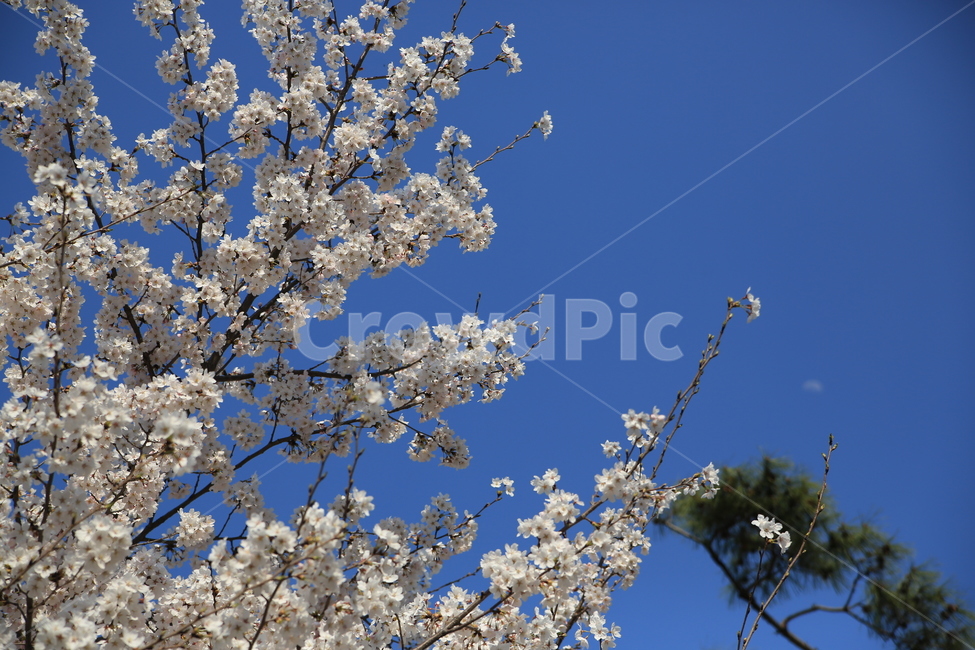 벚꽃,꽃,봄,봄꽃,하늘,벚꽃축제,식물,자연,plants,nature,꽃,flower