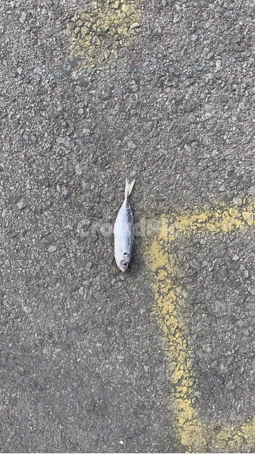 물고기,생선,도로,아스팔트,땅,동물,animal,어류,물고기,fish,음식,식재료,요리,food,cook,meal,dishes,food reserves,수산물,해산물,fishery products,seafood