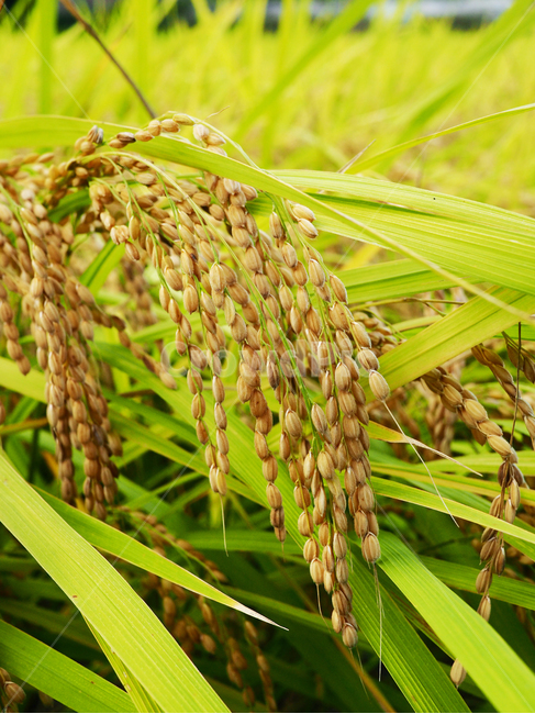 agriculture,autumn,crop,fall,farm,field,greeng,rowth,harvest,food,koreanrice,natural,plant,ricefield,ricegrain,riceplant,season,vegetation,쌀,논,밭,추수,가을,농사,음식,곡물,자연,들,가을,계절,fall,autumn,season,곡류,곡식,cereals,농업,농사,agriculture,farming,farming industry,초목,식물,grass,잔디