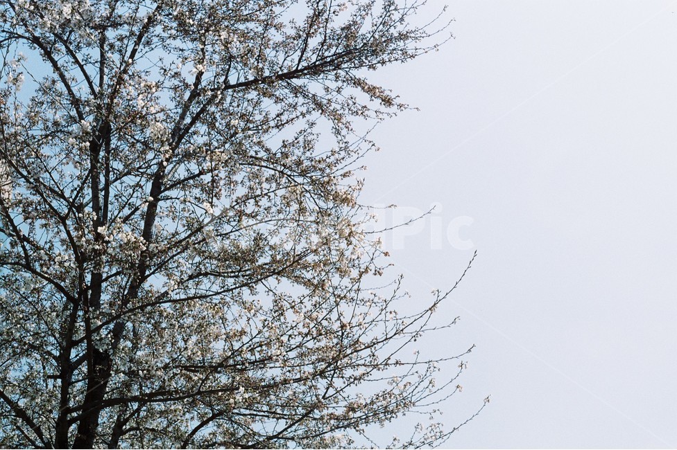 감성,필름카메라,봄,나무,하늘,봄,계절,spring,season
