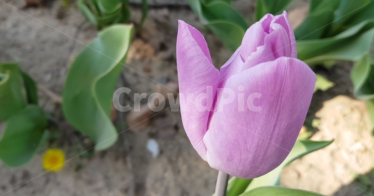 꽃,flower,plant,식물,튤립,tulip,봄,blossom