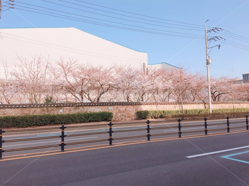 벚꽃,벚꽃나무,벚꽃길,cherryblossom,벚꽃축제