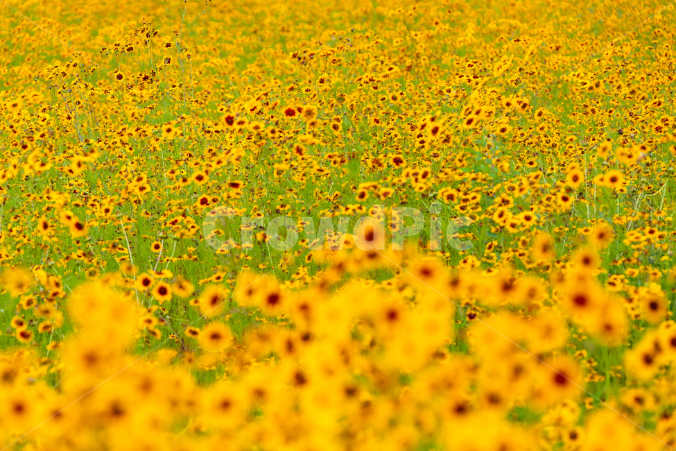 금잔화,꽃길,동심,몽환,행복,식물,자연,plants,nature,꽃,flower