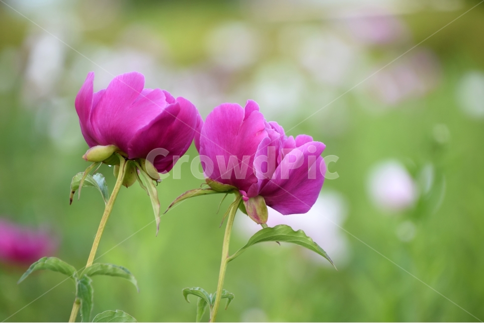 작약,작약꽃,꽃작약,한약재작약,봄꽃,식물,자연,plants,nature,꽃,flower