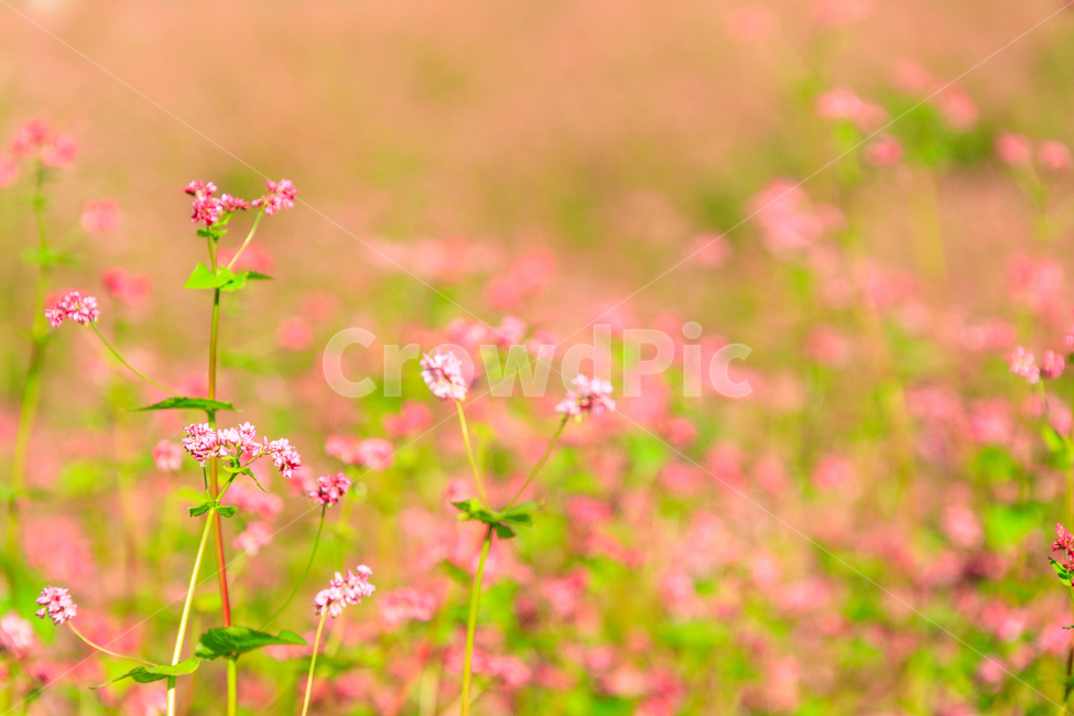 메밀,핑크색,담홍색,농촌,메밀꽃,꽃잎,색깔,화려한,꽃,식물,자연,plants,nature,꽃,flower