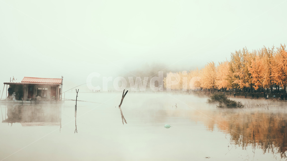 은행나무,물안개,새벽,풍경,가을,nature,자연,weather,날씨,outdoors,옥외,fog,안개,가을,계절,fall,autumn,season,자연,풍경,nature,landscape