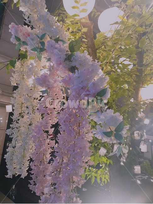 배경사진,꽃,카페,분위기,뷰,자연,자연배경