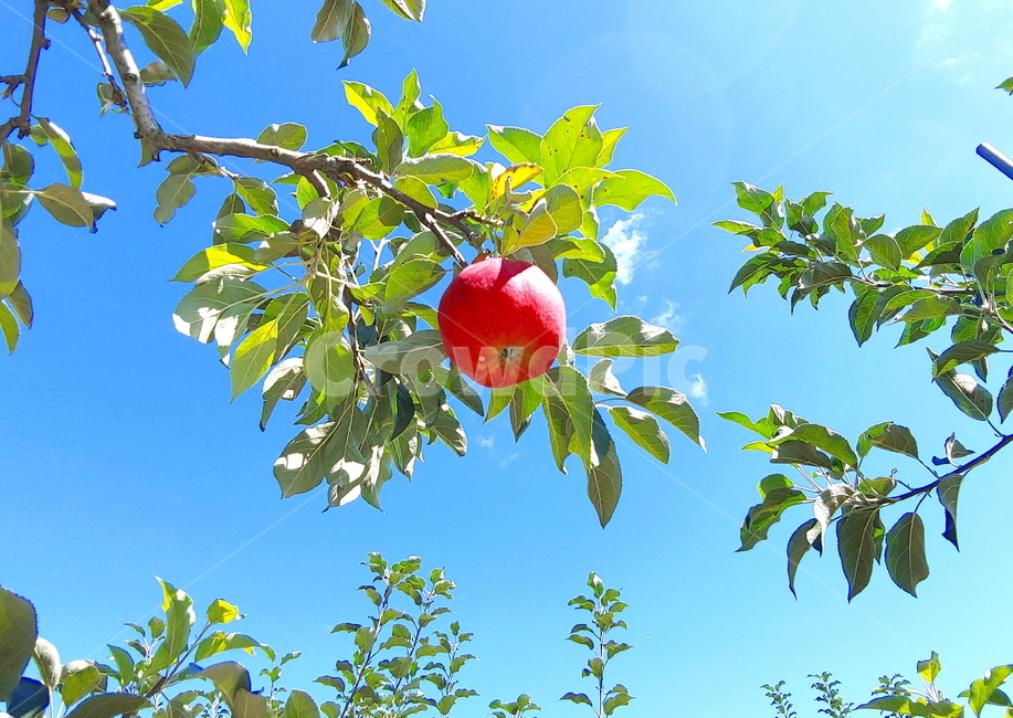 sky,Apple,red landscape,fruit,autumn,apple tree