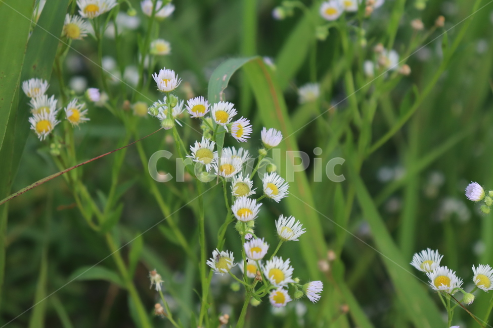 flower,streetside,daisies,꽃,식물,식물,자연,plants,nature,꽃,flower