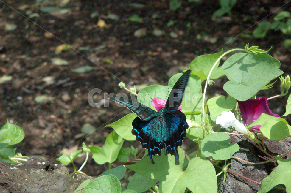 나비,제비나비,산제비나비,봄,꽃,동물,animal,곤충,벌레,insect,bug