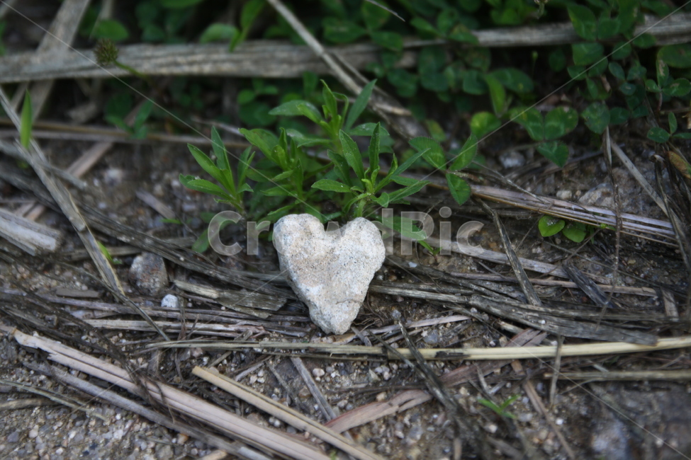 돌,하트,풀,나무,모형,감성사진,stone,love,grass,tree,emotional,photography
