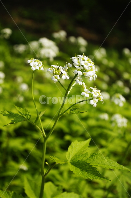 미나리냉이,꽃,flower,계절,봄,spring,식물,plant,자연,nature,식물,자연,plants,nature,꽃,flower
