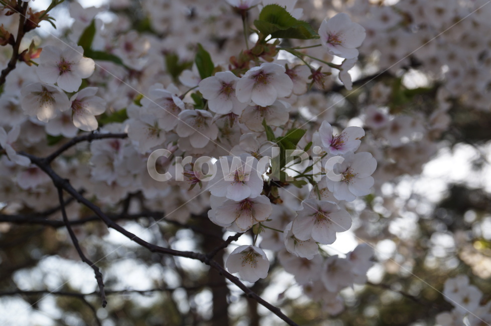 봄,꽃,자연,flower,spring,봄,계절,spring,season,식물,자연,plants,nature,꽃,flower,plant,blossom,cherry blossom,벚꽃