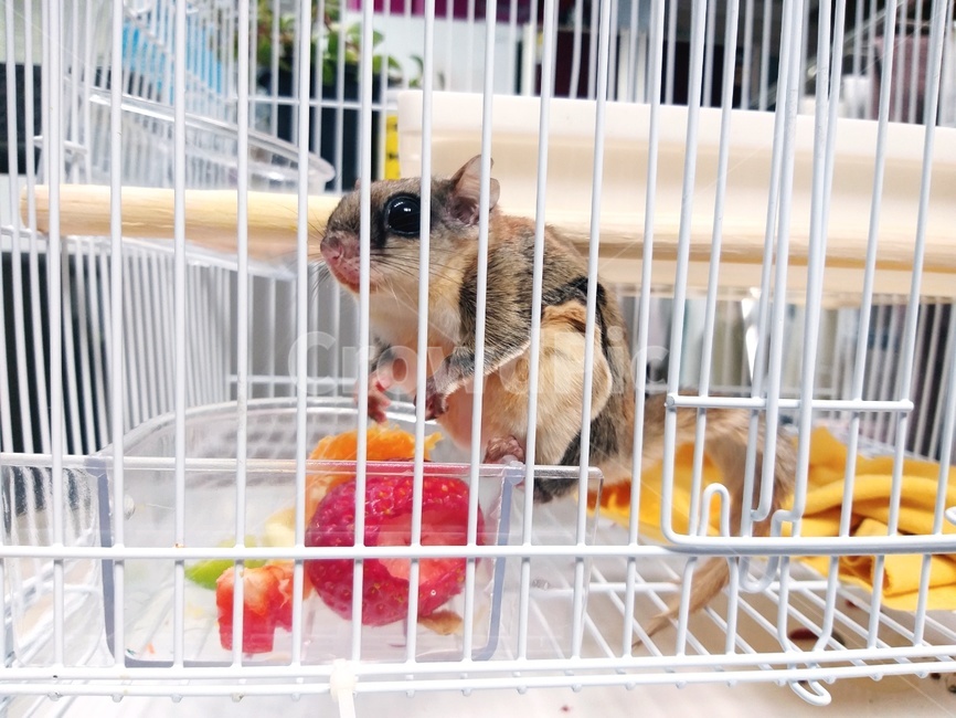 다람쥐,하늘다람쥐,애완동물,과일,딸기,오렌지,동물,야생,과일다람쥐,천연기념물,분양,동물,animal,포유류,mammal