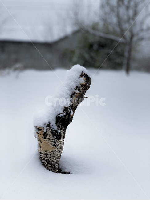 나무,눈,겨울,계절,배경,눈쌓임,winter,tree,겨울,계절,winter,season
