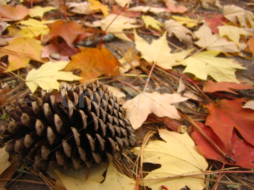 솔방울,가을,외로움은항상예측한대로,낙엽,시간,가을,계절,fall,autumn,season,leaf,잎,plant,식물,tree,나무