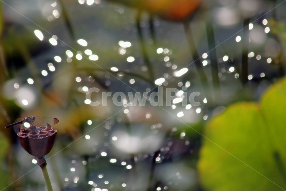연밥,잠자리,빛,비상,환상,식물,자연,plants,nature,꽃,flower,동물,animal,곤충,벌레,insect,bug,휴식,힐링,rest,relaxation,healing